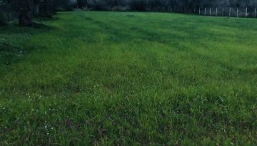 Υπεγράφη η ΚΥΑ για de minimis στα τριφύλλια, πότε παίρνει δρόμο για πληρωμή