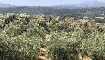 Οζγκιούρ Φερχάτ: Καθυστέρηση στην καταβολή του υπολοίπου της κρατικής αρωγής για καμένα δέντρα