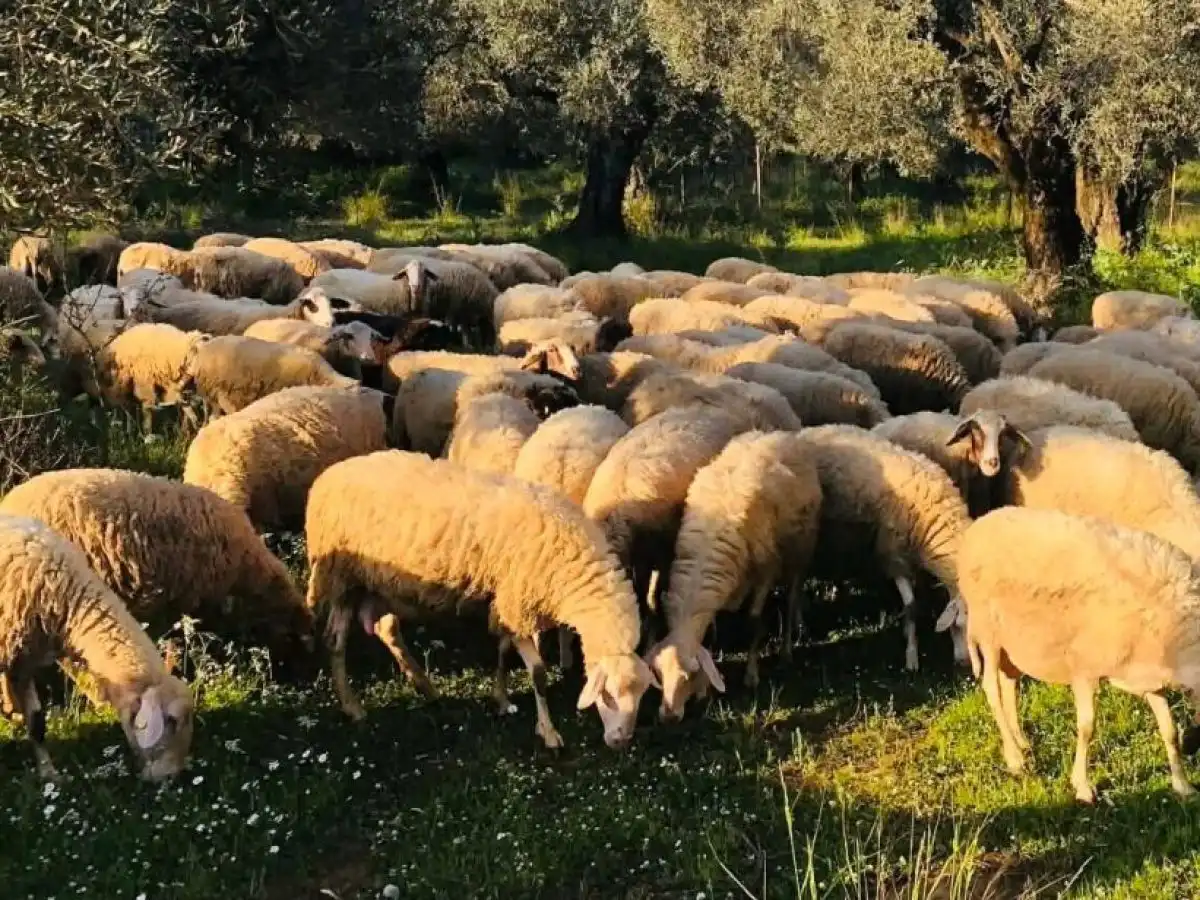 &Pi;&alpha;&rho;έ&mu;&beta;&alpha;&sigma;&eta; &Zeta;&epsilon;ϊ&mu;&pi;έ&kappa; &gamma;&iota;&alpha; &delta;ί&kappa;&alpha;&iota;&eta; &alpha;&pi;&omicron;&zeta;&eta;&mu;ί&omega;&sigma;&eta; &kappa;&alpha;&iota; ά&mu;&epsilon;&sigma;&eta; &kappa;&alpha;&tau;&alpha;&beta;&omicron;&lambda;ή &epsilon;&nu;&iota;&sigma;&chi;ύ&sigma;&epsilon;&omega;&nu; &sigma;&tau;&omicron;&upsilon;&sigmaf; &kappa;&tau;&eta;&nu;&omicron;&tau;&rho;ό&phi;&omicron;&upsilon;&sigmaf; &tau;&eta;&sigmaf; &Alpha;&Mu;-&Theta;