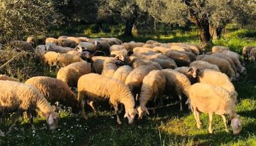 Παρέμβαση Ζεϊμπέκ για δίκαιη αποζημίωση και άμεση καταβολή ενισχύσεων στους κτηνοτρόφους της ΑΜ-Θ