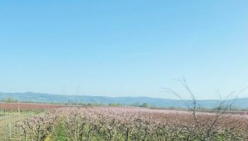 Τα προβλήματα δενδροκαλλιεργειών επί τάπητος στο ΥπΑΑΤ, αβεβαιότητα μετά τις αλλαγές