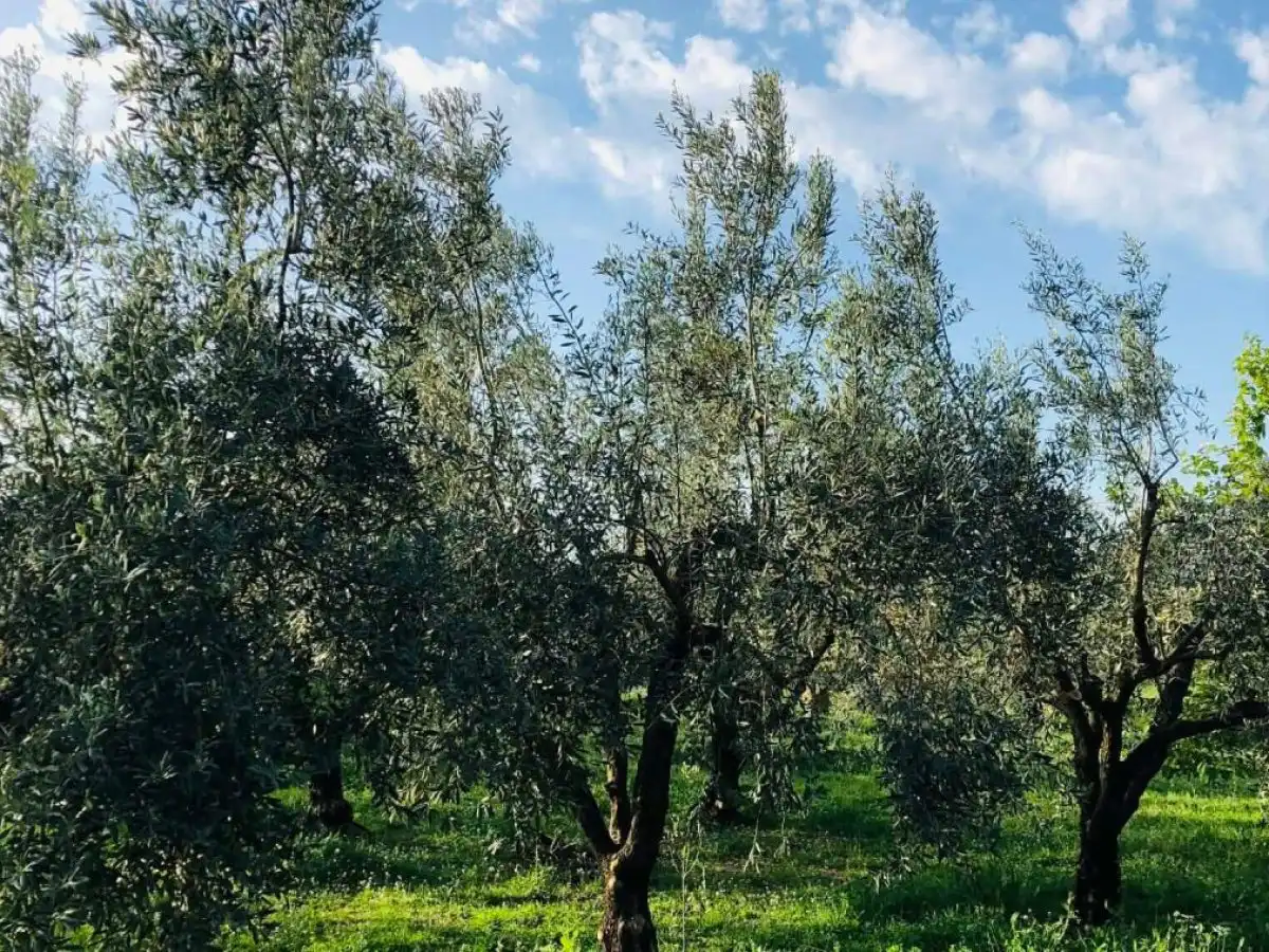 &Tau;&iota; &iota;&sigma;&chi;ύ&epsilon;&iota; &gamma;&iota;&alpha; drones, &Omicron;&Sigma;&Delta;&Epsilon;, &epsilon;&xi;&omicron;&iota;&kappa;&omicron;&nu;ό&mu;&eta;&sigma;&eta; ύ&delta;&alpha;&tau;&omicron;&sigmaf; &sigma;&tau;&alpha; &sigma;&chi;έ&delta;&iota;&alpha; &beta;&epsilon;&lambda;&tau;ί&omega;&sigma;&eta;&sigmaf;