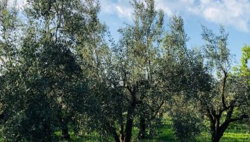 Τι ισχύει για drones, ΟΣΔΕ, εξοικονόμηση ύδατος στα σχέδια βελτίωσης