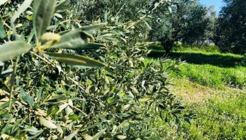 Αποτελέσματα για το επιδοτούμενο πρόγραμμα κατάρτισης στο κλάδεμα
