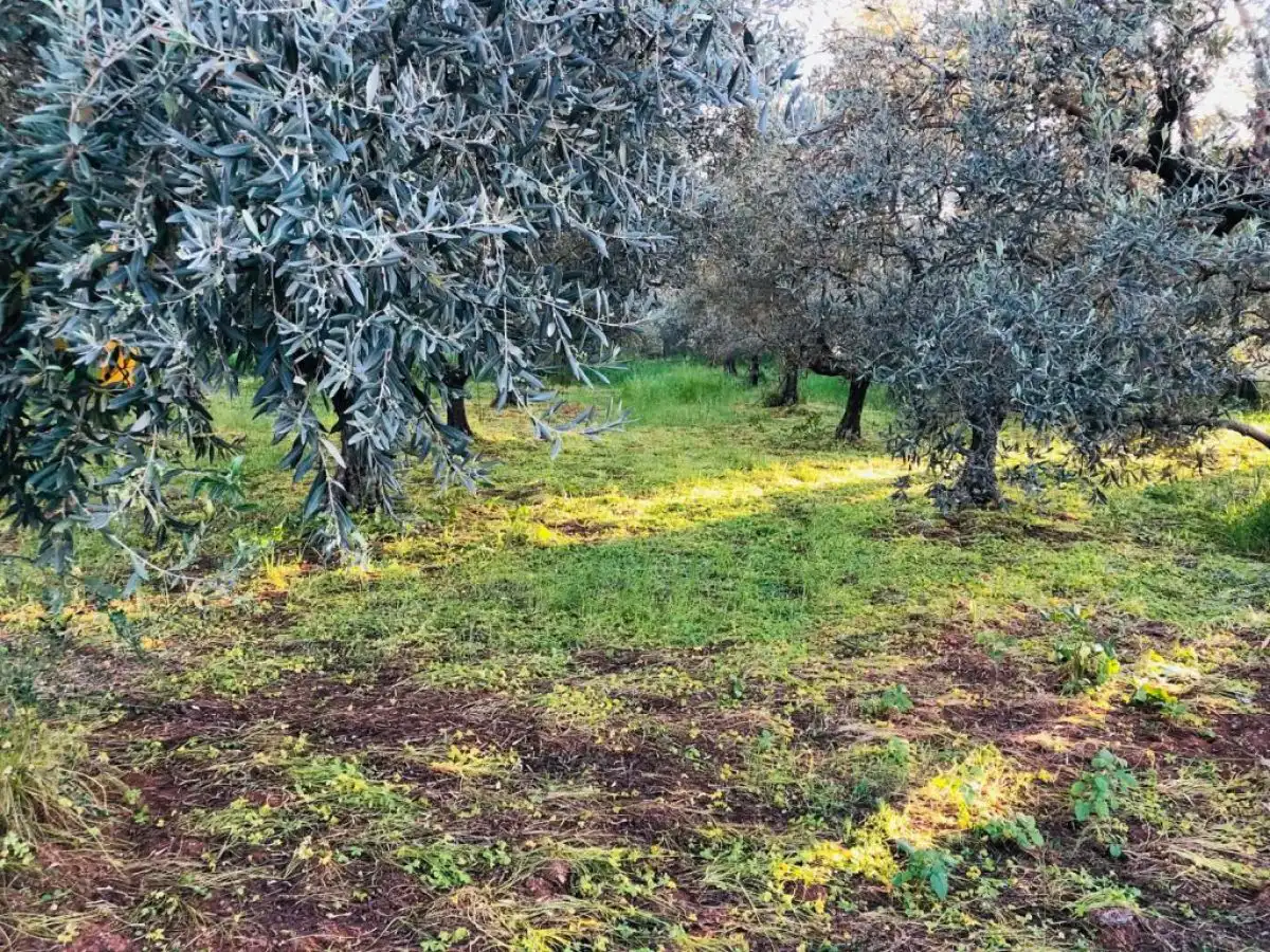 SOS &gamma;&iota;&alpha; &tau;&alpha; &pi;&rho;&omicron;&gamma;&rho;ά&mu;&mu;&alpha;&tau;&alpha; &Omicron;&Epsilon;&Phi;, &lambda;ύ&sigma;&eta; &kappa;&alpha;&lambda;&epsilon;ί&tau;&alpha;&iota; &nu;&alpha; &delta;ώ&sigma;&epsilon;&iota; &omicron; &Sigma;&chi;&omicron;&iota;&nu;ά&sigmaf;