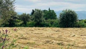 Χατζηδάκης με Κέλλα: Χωρίς “κλειδωμένη” ημερομηνία για πληρωμή de minimis στα τριφύλλια