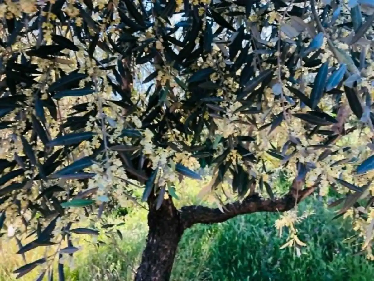 &Delta;&iota;&epsilon;&kappa;&delta;ί&kappa;&eta;&sigma;&eta; ά&mu;&epsilon;&sigma;&omega;&nu; &alpha;&pi;&omicron;&zeta;&eta;&mu;&iota;ώ&sigma;&epsilon;&omega;&nu; &gamma;&iota;&alpha; &tau;&omicron;&upsilon;&sigmaf; &epsilon;&lambda;&alpha;&iota;&omicron;&pi;&alpha;&rho;&alpha;&gamma;&omega;&gamma;&omicron;ύ&sigmaf; &lambda;ό&gamma;&omega; &kappa;&lambda;&iota;&mu;&alpha;&tau;&iota;&kappa;ώ&nu; &epsilon;&pi;&iota;&pi;&tau;ώ&sigma;&epsilon;&omega;&nu;