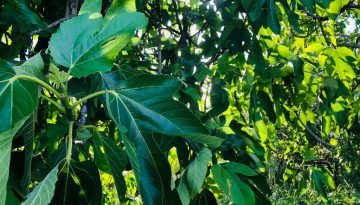 Εκστρατεία #PlantHealth4Life: Δράσεις για την προστασία της υγείας των φυτών