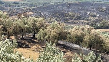 Επιχορηγήσεις σε αγρότες του Έβρου για ζημιές από πυρκαγιές