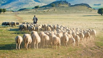 Έρχεται τροπολογία την Τετάρτη 13/05 στη Βουλή για την ηλεκτρονική σήμανση των ζώων