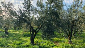 Οι συνδεδεμένες ενισχύσεις στη νέα Κοινή Αγροτική Πολιτική