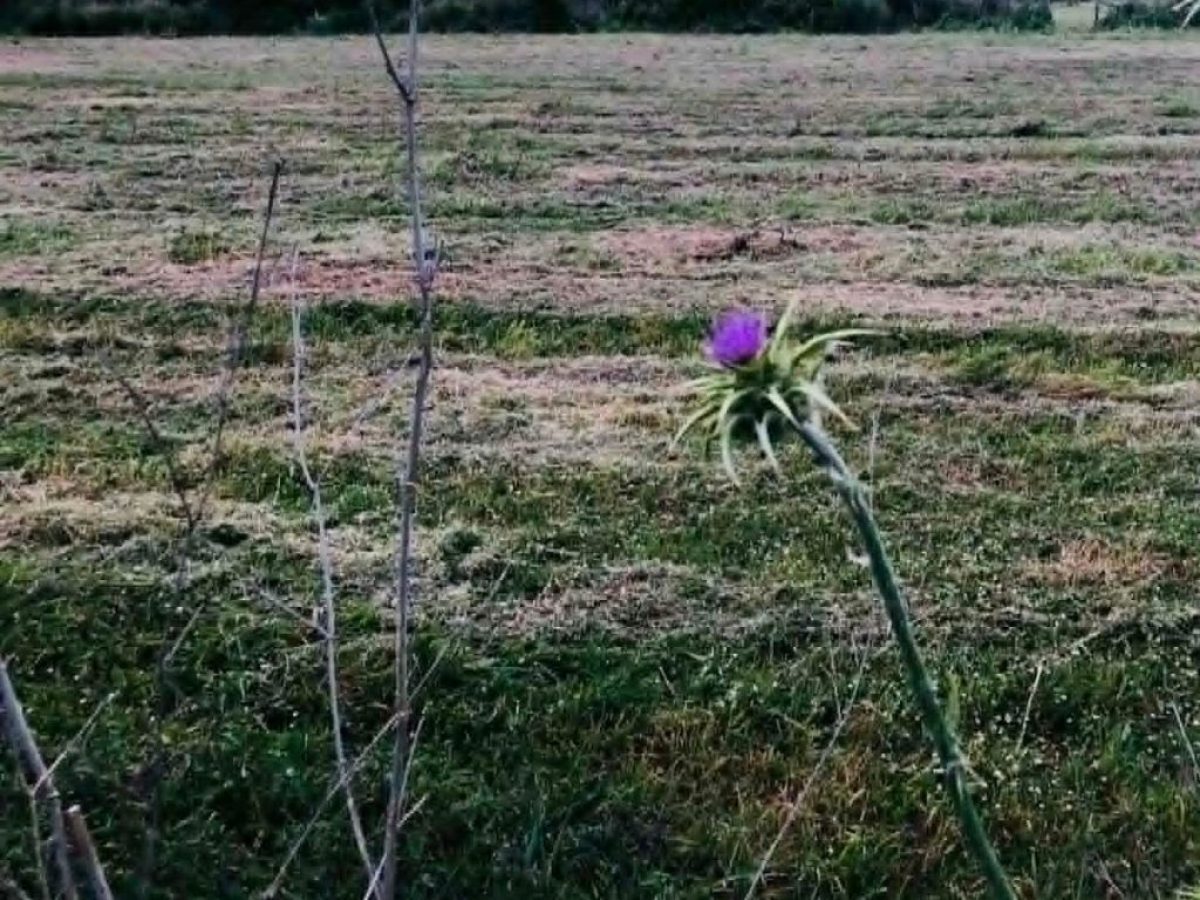 Νέο ΦΕΚ: Τι αλλάζει για τους αγρότες του ειδικού καθεστώτος ΦΠΑ με το Μέτρο 23