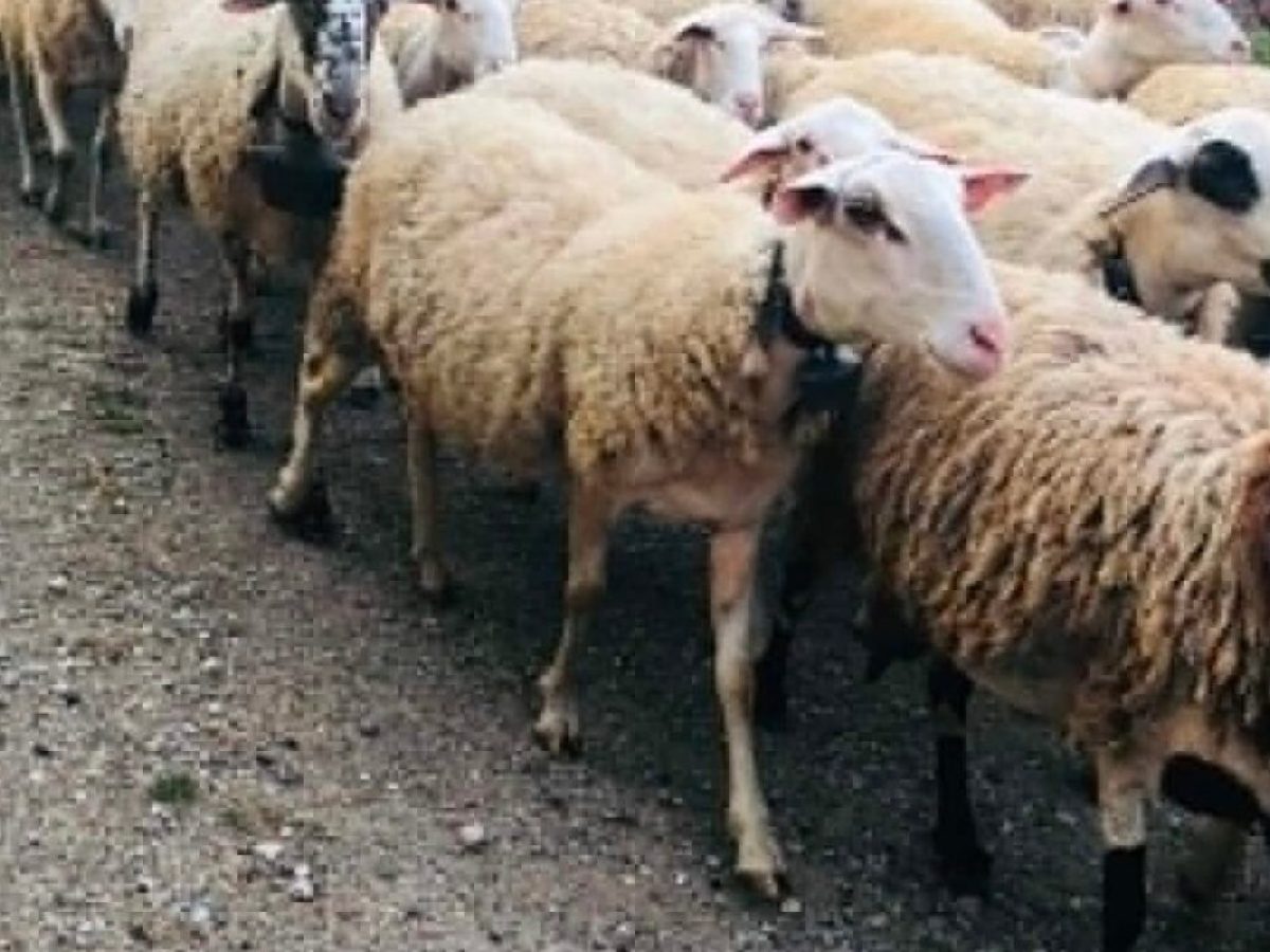 Παρέμβαση στο ΥπΑΑΤ για τους απλήρωτους κτηνοτρόφους με θανατωμένα ζώα