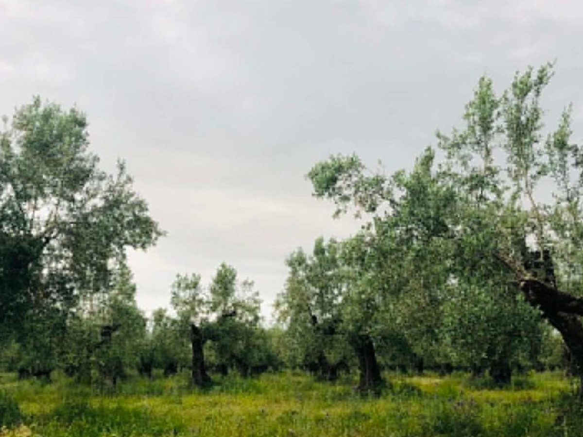 Σε δυο… φάσεις η πληρωμή οικολογικών σχημάτων και συνδεδεμένων ενισχύσεων
