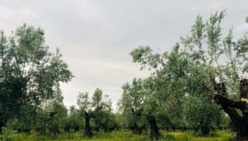 Σε δυο… φάσεις η πληρωμή οικολογικών σχημάτων και συνδεδεμένων ενισχύσεων