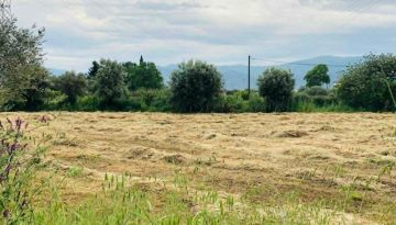 Συνάντηση στο ΥπΑΑΤ: Πότε δρομολογείται η πληρωμή de minimis τριφυλλιών
