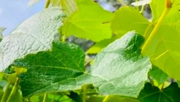 Σύσκεψη στο ΥπAAT για τις ζημιές από τον παγετό στις αμπελοκαλλιέργειες
