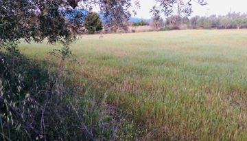 Αρκετές περιπτώσεις μεταβίβασης δικαιωμάτων αφορούν οι επιστροφές επιδοτήσεων