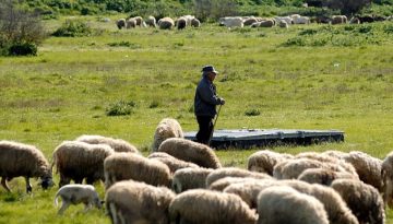 Αθ. Καββαδάς στη Βουλή: Πάνω από 213 εκατ. ευρώ για τη στήριξη των κτηνοτρόφων που επλήγησαν από ζωονόσους