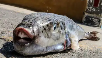 &Tau;&omicron; &Upsilon;&Pi;&Alpha;&Alpha;&Tau; &epsilon;&nu;&epsilon;&rho;&gamma;&omicron;&pi;&omicron;&iota;&epsilon;ί &tau;&omicron; &pi;&iota;&lambda;&omicron;&tau;&iota;&kappa;ό &pi;&rho;ό&gamma;&rho;&alpha;&mu;&mu;&alpha; &delta;&iota;&alpha;&chi;&epsilon;ί&rho;&iota;&sigma;&eta;&sigmaf; &tau;&omicron;&upsilon; &lambda;&alpha;&gamma;&omicron;&kappa;έ&phi;&alpha;&lambda;&omicron;&upsilon;- &gamma;&iota;&alpha; &Kappa;&rho;ή&tau;&eta; &kappa;&alpha;&iota; &Nu;ό&tau;&iota;&omicron; &Alpha;&iota;&gamma;&alpha;ί&omicron;-έ&omega;&sigmaf; 5,33 &epsilon;&upsilon;&rho;ώ &alpha;&nu;ά &kappa;&iota;&lambda;ό | &Alpha;&gamma;&rho;&omicron;Έ&kappa;&phi;&rho;&alpha;&sigma;&eta;