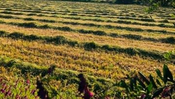 Αποκλεισμοί από de minimis μηδικής: Στο ΥπΑΑΤ παραπέμπει το υπουργείο Οικονομικών | Agronewsbomb | Ειδήσεις και νέα για αγρότες και κτηνοτρόφους