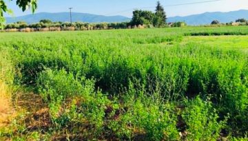 Εκτός de minimis μηδικής όσοι δηλώνουν τριφύλλι στο ΟΣΔΕ | Agronewsbomb | Ειδήσεις και νέα για αγρότες και κτηνοτρόφους