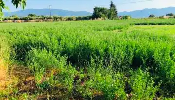 &Epsilon;&kappa;&tau;ό&sigmaf; de minimis &mu;&eta;&delta;&iota;&kappa;ή&sigmaf; ό&sigma;&omicron;&iota; &delta;&eta;&lambda;ώ&nu;&omicron;&upsilon;&nu; &tau;&rho;&iota;&phi;ύ&lambda;&lambda;&iota; &sigma;&tau;&omicron; &Omicron;&Sigma;&Delta;&Epsilon; | Agronewsbomb | &Epsilon;&iota;&delta;ή&sigma;&epsilon;&iota;&sigmaf; &kappa;&alpha;&iota; &nu;έ&alpha; &gamma;&iota;&alpha; &alpha;&gamma;&rho;ό&tau;&epsilon;&sigmaf; &kappa;&alpha;&iota; &kappa;&tau;&eta;&nu;&omicron;&tau;&rho;ό&phi;&omicron;&upsilon;&sigmaf;