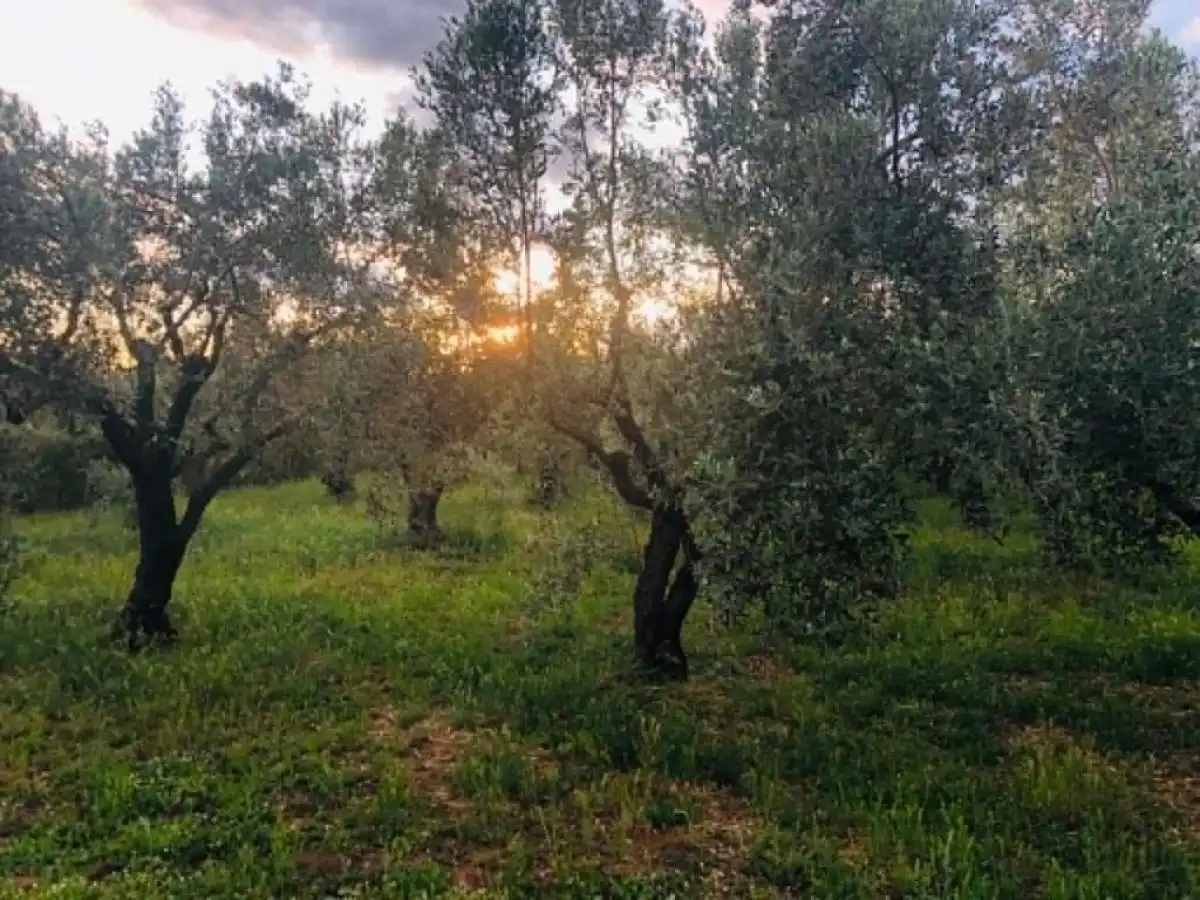 &Iota;&sigma;&pi;&alpha;&nu;ό&sigmaf; &sigma;ύ&mu;&beta;&omicron;&upsilon;&lambda;&omicron;&sigmaf; &delta;&iota;&alpha;&chi;&epsilon;ί&rho;&iota;&sigma;&eta;&sigmaf; &epsilon;&lambda;&iota;ά&sigmaf; &sigma;&tau;&omicron; Agronewsbomb &gamma;&iota;&alpha; &tau;&eta;&nu; &pi;&alpha;&rho;&alpha;&gamma;&omega;&gamma;ή &tau;&eta;&sigmaf; &nu;έ&alpha;&sigmaf; &sigma;&epsilon;&zeta;ό&nu; | Agronewsbomb | &Epsilon;&iota;&delta;ή&sigma;&epsilon;&iota;&sigmaf; &kappa;&alpha;&iota; &nu;έ&alpha; &gamma;&iota;&alpha; &alpha;&gamma;&rho;ό&tau;&epsilon;&sigmaf; &kappa;&alpha;&iota; &kappa;&tau;&eta;&nu;&omicron;&tau;&rho;ό&phi;&omicron;&upsilon;&sigmaf;