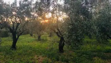 &Lambda;ύ&sigma;&epsilon;&iota;&sigmaf; &gamma;&iota;&alpha; &Omicron;&Epsilon;&Phi; &kappa;&alpha;&iota; &Epsilon;&lambda;&alpha;&iota;&omicron;&kappa;&omicron;&mu;&iota;&kappa;ό &Mu;&eta;&tau;&rho;ώ&omicron; &zeta;&eta;&tau;ά &eta; &Delta;&Omicron;&Epsilon;&Pi;&Epsilon;&Lambda; &alpha;&pi;ό &tau;&omicron; &Upsilon;&pi;&Alpha;&Alpha;&Tau; | Agronewsbomb | &Epsilon;&iota;&delta;ή&sigma;&epsilon;&iota;&sigmaf; &kappa;&alpha;&iota; &nu;έ&alpha; &gamma;&iota;&alpha; &alpha;&gamma;&rho;ό&tau;&epsilon;&sigmaf; &kappa;&alpha;&iota; &kappa;&tau;&eta;&nu;&omicron;&tau;&rho;ό&phi;&omicron;&upsilon;&sigmaf;