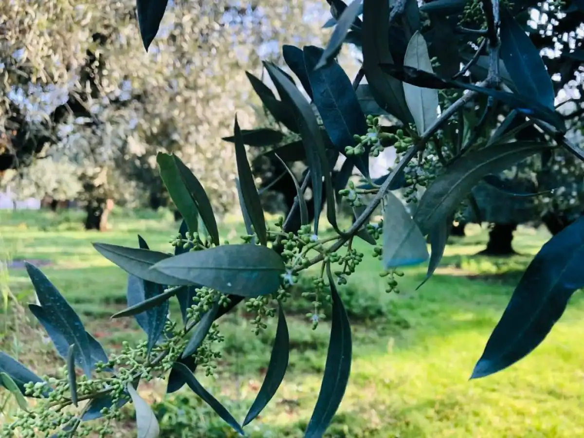 &Sigma;.&Alpha;.&Sigma;.&Omicron;.&Epsilon;.: &Pi;&alpha;&rho;έ&mu;&beta;&alpha;&sigma;&eta; &pi;&rho;&omicron;&sigmaf; &Upsilon;&pi;&Alpha;&Alpha;&Tau;, &Upsilon;&pi;&Epsilon;&Xi; &gamma;&iota;&alpha; &tau;&omicron; &epsilon;&lambda;&alpha;&iota;ό&lambda;&alpha;&delta;&omicron; &kappa;&alpha;&iota; &tau;&iota;&sigmaf; &epsilon;&lambda;&iota;έ&sigmaf; &sigma;&tau;&eta; &delta;&iota;&alpha;&beta;&omicron;ύ&lambda;&epsilon;&upsilon;&sigma;&eta; &tau;&eta;&sigmaf; FSANZ | Agronewsbomb | &Epsilon;&iota;&delta;ή&sigma;&epsilon;&iota;&sigmaf; &kappa;&alpha;&iota; &nu;έ&alpha; &gamma;&iota;&alpha; &alpha;&gamma;&rho;ό&tau;&epsilon;&sigmaf; &kappa;&alpha;&iota; &kappa;&tau;&eta;&nu;&omicron;&tau;&rho;ό&phi;&omicron;&upsilon;&sigmaf;
