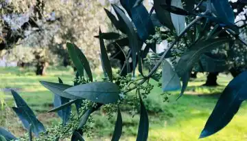 &Sigma;.&Alpha;.&Sigma;.&Omicron;.&Epsilon;.: &Pi;&alpha;&rho;έ&mu;&beta;&alpha;&sigma;&eta; &pi;&rho;&omicron;&sigmaf; &Upsilon;&pi;&Alpha;&Alpha;&Tau;, &Upsilon;&pi;&Epsilon;&Xi; &gamma;&iota;&alpha; &tau;&omicron; &epsilon;&lambda;&alpha;&iota;ό&lambda;&alpha;&delta;&omicron; &kappa;&alpha;&iota; &tau;&iota;&sigmaf; &epsilon;&lambda;&iota;έ&sigmaf; &sigma;&tau;&eta; &delta;&iota;&alpha;&beta;&omicron;ύ&lambda;&epsilon;&upsilon;&sigma;&eta; &tau;&eta;&sigmaf; FSANZ | Agronewsbomb | &Epsilon;&iota;&delta;ή&sigma;&epsilon;&iota;&sigmaf; &kappa;&alpha;&iota; &nu;έ&alpha; &gamma;&iota;&alpha; &alpha;&gamma;&rho;ό&tau;&epsilon;&sigmaf; &kappa;&alpha;&iota; &kappa;&tau;&eta;&nu;&omicron;&tau;&rho;ό&phi;&omicron;&upsilon;&sigmaf;