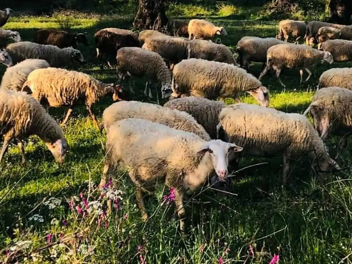 &Beta;ώ&lambda;&omicron;&iota; &sigma;&tau;&alpha; &alpha;&iota;&gamma;&omicron;&pi;&rho;ό&beta;&alpha;&tau;&alpha;: &Tau;&iota; &pi;&rho;έ&pi;&epsilon;&iota; &nu;&alpha; &pi;&rho;&omicron;&sigma;έ&chi;&omicron;&upsilon;&nu; &omicron;&iota; &kappa;&tau;&eta;&nu;&omicron;&tau;&rho;ό&phi;&omicron;&iota; | Agronewsbomb | &Epsilon;&iota;&delta;ή&sigma;&epsilon;&iota;&sigmaf; &kappa;&alpha;&iota; &nu;έ&alpha; &gamma;&iota;&alpha; &alpha;&gamma;&rho;ό&tau;&epsilon;&sigmaf; &kappa;&alpha;&iota; &kappa;&tau;&eta;&nu;&omicron;&tau;&rho;ό&phi;&omicron;&upsilon;&sigmaf;