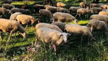&Beta;ώ&lambda;&omicron;&iota; &sigma;&tau;&alpha; &alpha;&iota;&gamma;&omicron;&pi;&rho;ό&beta;&alpha;&tau;&alpha;: &Tau;&iota; &pi;&rho;έ&pi;&epsilon;&iota; &nu;&alpha; &pi;&rho;&omicron;&sigma;έ&chi;&omicron;&upsilon;&nu; &omicron;&iota; &kappa;&tau;&eta;&nu;&omicron;&tau;&rho;ό&phi;&omicron;&iota; | Agronewsbomb | &Epsilon;&iota;&delta;ή&sigma;&epsilon;&iota;&sigmaf; &kappa;&alpha;&iota; &nu;έ&alpha; &gamma;&iota;&alpha; &alpha;&gamma;&rho;ό&tau;&epsilon;&sigmaf; &kappa;&alpha;&iota; &kappa;&tau;&eta;&nu;&omicron;&tau;&rho;ό&phi;&omicron;&upsilon;&sigmaf;