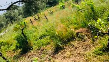 &Nu;έ&omicron;&iota; &alpha;&gamma;&rho;ό&tau;&epsilon;&sigmaf;: &Pi;&alpha;&rho;έ&mu;&beta;&alpha;&sigma;&eta; &Zeta;&epsilon;ϊ&mu;&pi;έ&kappa; &sigma;&tau;&eta; &beta;&omicron;&upsilon;&lambda;ή &gamma;&iota;&alpha; &tau;&iota;&sigmaf; &alpha;&nu;&alpha;&mu;&omicron;&nu;έ&sigmaf; | Agronewsbomb | &Epsilon;&iota;&delta;ή&sigma;&epsilon;&iota;&sigmaf; &kappa;&alpha;&iota; &nu;έ&alpha; &gamma;&iota;&alpha; &alpha;&gamma;&rho;ό&tau;&epsilon;&sigmaf; &kappa;&alpha;&iota; &kappa;&tau;&eta;&nu;&omicron;&tau;&rho;ό&phi;&omicron;&upsilon;&sigmaf;