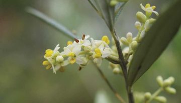 Απειλή για την ανθοφορία ελιάς ο ελαφρύς χειμώνας και ο καύσωνας των τελευταίων ημερών