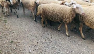 7,4 εκατ. ευρώ στη Μαγνησία για αποζημιώσεις και στήριξη κτηνοτρόφων