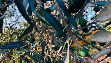 Eco schemes: Αναφορές ελαιοπαραγωγών για πληρωμές που δεν έγιναν | Agronewsbomb | Ειδήσεις και νέα για αγρότες και κτηνοτρόφους