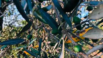 Eco schemes: &Alpha;&nu;&alpha;&phi;&omicron;&rho;έ&sigmaf; &epsilon;&lambda;&alpha;&iota;&omicron;&pi;&alpha;&rho;&alpha;&gamma;&omega;&gamma;ώ&nu; &gamma;&iota;&alpha; &pi;&lambda;&eta;&rho;&omega;&mu;έ&sigmaf; &pi;&omicron;&upsilon; &delta;&epsilon;&nu; έ&gamma;&iota;&nu;&alpha;&nu; | Agronewsbomb | &Epsilon;&iota;&delta;ή&sigma;&epsilon;&iota;&sigmaf; &kappa;&alpha;&iota; &nu;έ&alpha; &gamma;&iota;&alpha; &alpha;&gamma;&rho;ό&tau;&epsilon;&sigmaf; &kappa;&alpha;&iota; &kappa;&tau;&eta;&nu;&omicron;&tau;&rho;ό&phi;&omicron;&upsilon;&sigmaf;