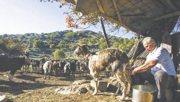Κρούσματα ευλογιάς στη Ροδόπη: Τρεις εστίες τον τελευταίο μήνα – Θανατώθηκαν 710 ζώα