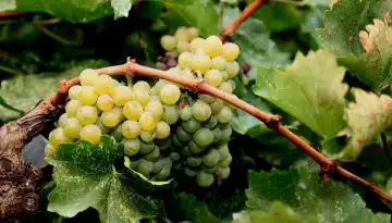 &Alpha;&mu;&pi;έ&lambda;&iota;: &Alpha;&nu;&tau;&iota;&mu;&epsilon;&tau;ώ&pi;&iota;&sigma;&eta; &beta;&alpha;&sigma;&iota;&kappa;ώ&nu; &epsilon;&chi;&theta;&rho;ώ&nu; &kappa;&alpha;&iota; &alpha;&sigma;&theta;&epsilon;&nu;&epsilon;&iota;ώ&nu; &sigma;&tau;&eta;&nu; &kappa;&rho;ί&sigma;&iota;&mu;&eta; &pi;&epsilon;&rho;ί&omicron;&delta;&omicron; &tau;&omega;&nu; &rho;&alpha;&gamma;ώ&nu; &bull; &Theta;&epsilon;&sigma;&sigma;&alpha;&lambda;&iota;&kappa;ή &Gamma;&eta; &bull; &Tau;&alpha; &Alpha;&gamma;&rho;&omicron;&tau;&iota;&kappa;ά &Nu;έ&alpha; &tau;&eta;&sigmaf; &Theta;&epsilon;&sigma;&sigma;&alpha;&lambda;ί&alpha;&sigmaf;