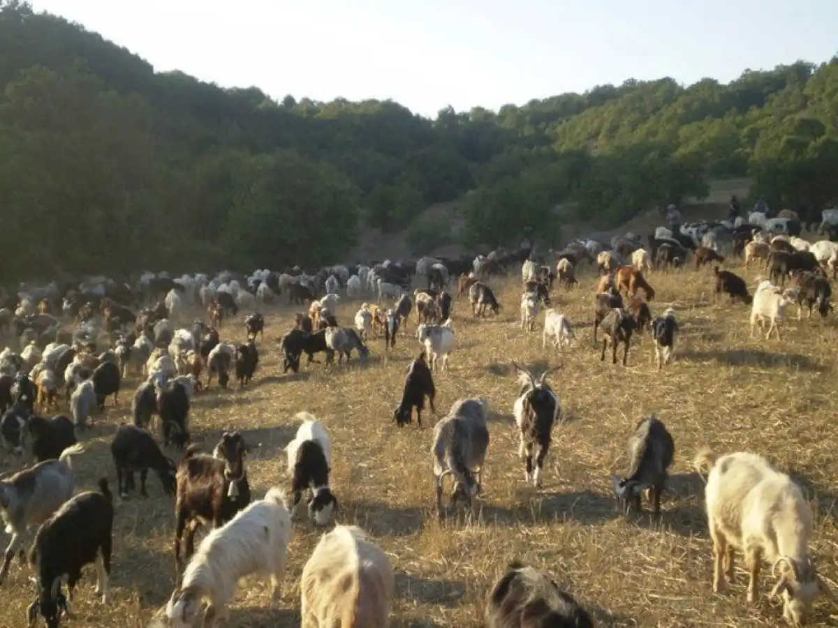 &Epsilon;&upsilon;&lambda;&omicron;&gamma;&iota;ά &tau;&omega;&nu; &alpha;&iota;&gamma;&omicron;&pi;&rho;&omicron;&beta;ά&tau;&omega;&nu;: &Eta; &mu;&epsilon;&tau;&alpha;&kappa;&iota;&nu;&omicron;ύ&mu;&epsilon;&nu;&eta; &kappa;&tau;&eta;&nu;&omicron;&tau;&rho;&omicron;&phi;ί&alpha; &sigma;&epsilon; &kappa;&rho;ί&sigma;&eta; &ndash; &laquo;Ά&delta;&epsilon;&iota;&alpha;&sigma;&alpha;&nu;&raquo; &tau;&alpha; &pi;&alpha;&nu;ά&rho;&chi;&alpha;&iota;&alpha; &mu;&omicron;&nu;&omicron;&pi;ά&tau;&iota;&alpha; &ndash; enikonomia.gr