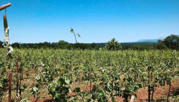 Το χαλάζι κατέστρεψε 500 στρέμματα αμπελώνων στη Ζίτσα Ιωαννίνων