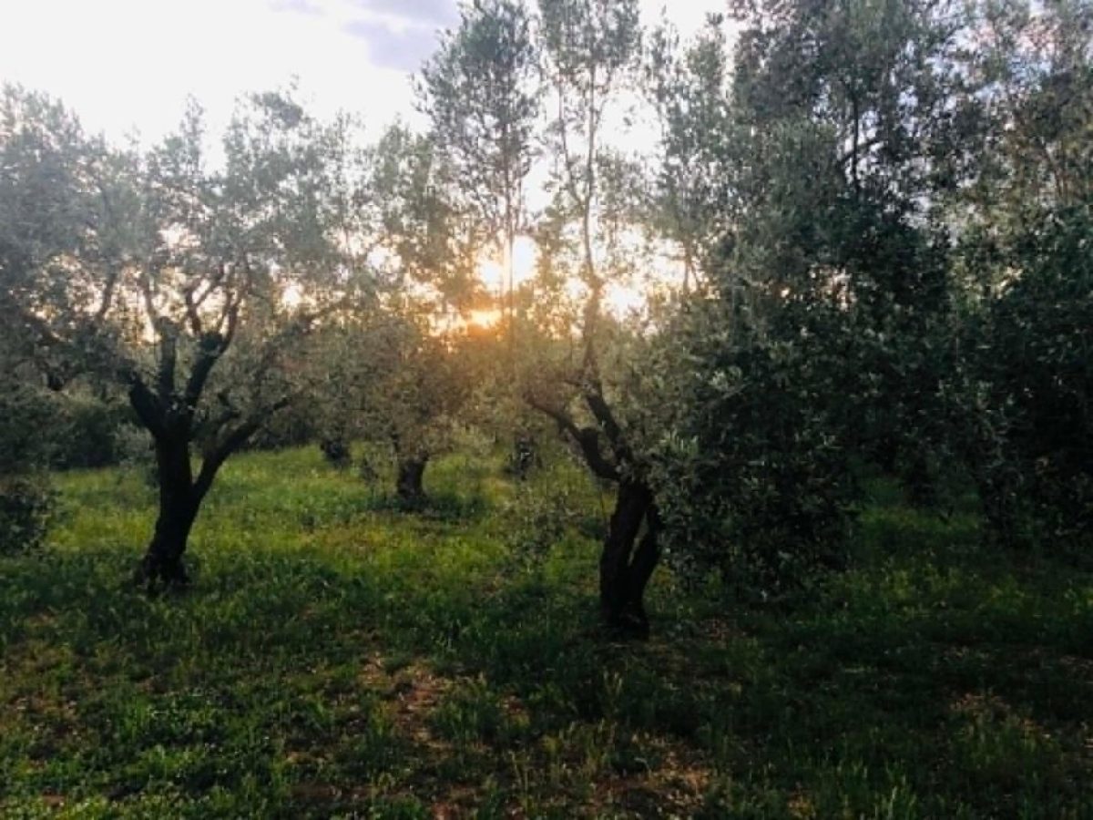 Ελαιόδιχτα και ελαιόπανα στις επιλέξιμες δαπάνες των σχεδίων βελτίωσης