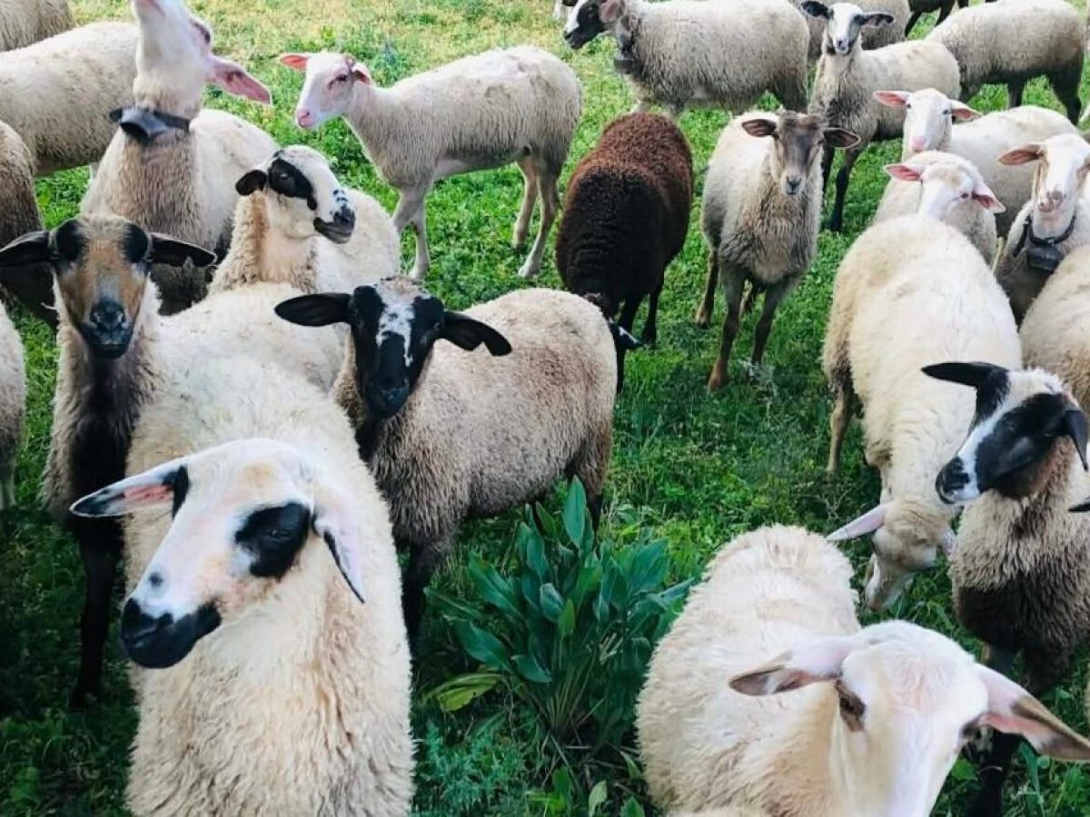 Ερώτηση Ζεϊμπέκ στη Βουλή για κτηνοτρόφους Ξάνθης που βρίσκονται σε απόγνωση