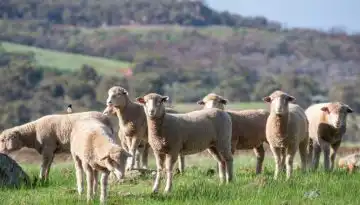 &Pi;ά&nu;&omega; &alpha;&pi;ό 213 &epsilon;&kappa;&alpha;&tau;. &epsilon;&upsilon;&rho;ώ &eta; &sigma;&tau;ή&rho;&iota;&xi;&eta; &tau;&omega;&nu; &kappa;&tau;&eta;&nu;&omicron;&tau;&rho;ό&phi;&omega;&nu; &pi;&omicron;&upsilon; &epsilon;&pi;&lambda;ή&gamma;&eta;&sigma;&alpha;&nu; &alpha;&pi;ό &zeta;&omega;&omicron;&nu;ό&sigma;&omicron;&upsilon;&sigmaf;