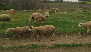 Καββαδάς: 7,4 εκατ. ευρώ στη Μαγνησία για αποζημιώσεις και στήριξη κτηνοτρόφων που επλήγησαν από την ευλογιά