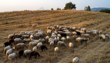 Βιολογική μελισσοκομία και κτηνοτροφία: Ακυρώνονται προγράμματα ύψους 134 εκατ. ευρώ – Όσα δήλωσε ο Μαργαρίτης Σχοινάς – enikonomia.gr