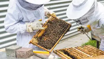 &Alpha;&pi;ό 4 έ&omega;&sigmaf; 10 &epsilon;&upsilon;&rho;ώ &alpha;&nu;ά &kappa;&upsilon;&psi;έ&lambda;&eta; &omicron;&iota; &epsilon;&nu;&iota;&sigma;&chi;ύ&sigma;&epsilon;&iota;&sigmaf; &gamma;&iota;&alpha; &tau;&omicron;&upsilon;&sigmaf; &mu;&epsilon;&lambda;&iota;&sigma;&sigma;&omicron;&kappa;ό&mu;&omicron;&upsilon;&sigmaf; &tau;&omega;&nu; &Mu;&iota;&kappa;&rho;ώ&nu; &Nu;&eta;&sigma;&iota;ώ&nu; &tau;&omicron;&upsilon; &Alpha;&iota;&gamma;&alpha;ί&omicron;&upsilon;