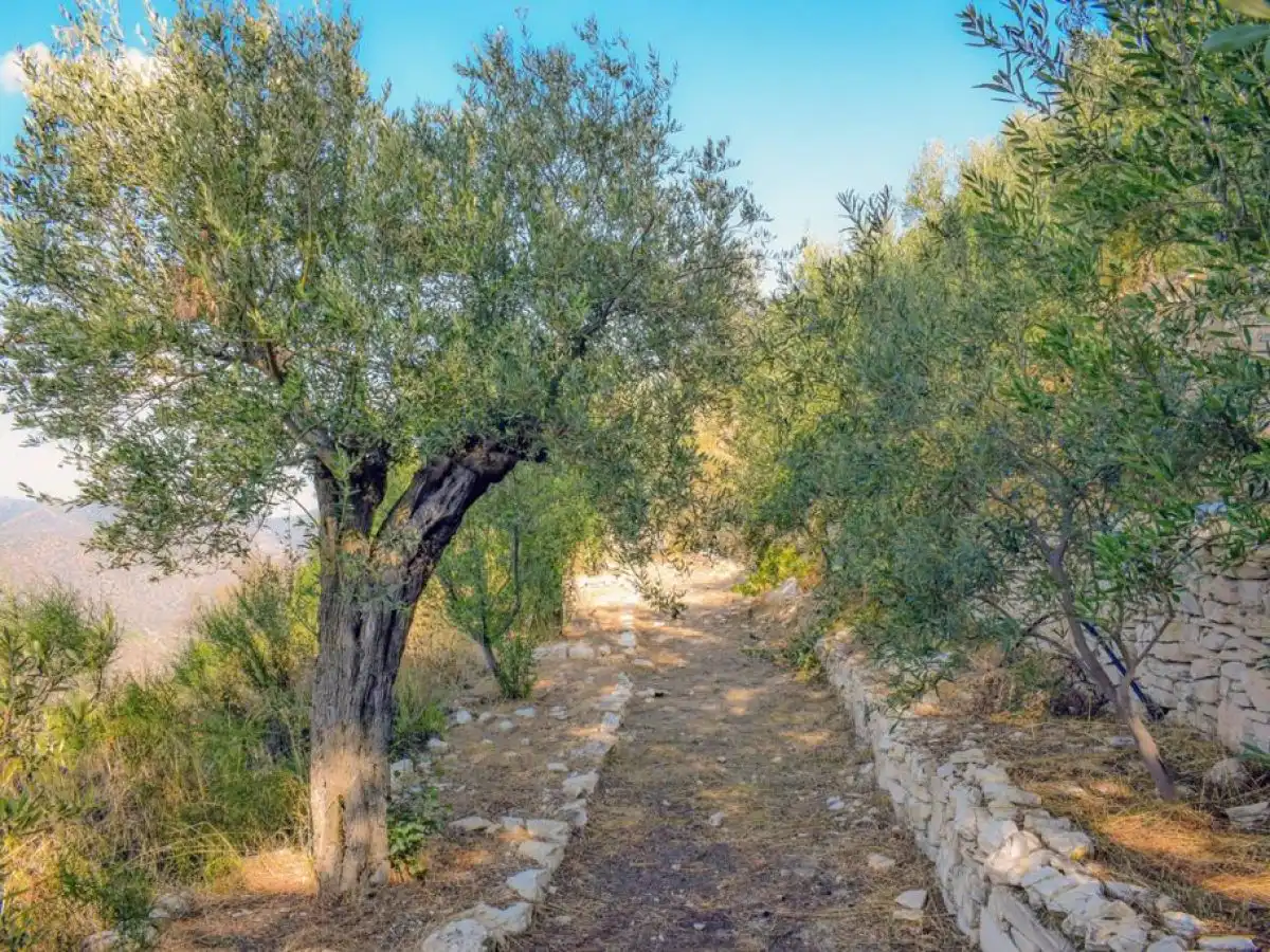 &Chi;&alpha;&lambda;&kappa;&iota;&delta;&iota;&kappa;ή: &Pi;&iota;&omicron; έ&nu;&tau;&omicron;&nu;&eta; &alpha;&pi;ό &kappa;ά&theta;&epsilon; ά&lambda;&lambda;&eta; &chi;&rho;&omicron;&nu;&iota;ά &eta; &xi;ή&rho;&alpha;&nu;&sigma;&eta; &kappa;&omicron;&rho;&upsilon;&phi;ή&sigmaf; &tau;&omega;&nu; &epsilon;&lambda;&alpha;&iota;ό&delta;&epsilon;&nu;&tau;&rho;&omega;&nu;