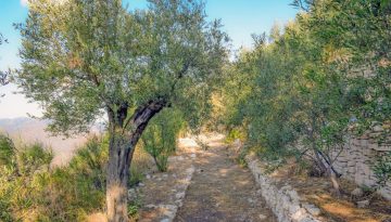 Χαλκιδική: Πιο έντονη από κάθε άλλη χρονιά η ξήρανση κορυφής των ελαιόδεντρων